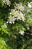 1 Adet Sarmaşık Ortanca Gülü (Hydrangea petiolaris) Fidanı - Gösterişli Çiçekli Sarmaşık, 1-2 Yaş Arası Tüplü