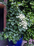 1 Adet Sarmaşık Ortanca Gülü (Hydrangea petiolaris) Fidanı - Gösterişli Çiçekli Sarmaşık, 1-2 Yaş Arası Tüplü