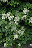 1 Adet Sarmaşık Ortanca Gülü (Hydrangea petiolaris) Fidanı - Gösterişli Çiçekli Sarmaşık, 1-2 Yaş Arası Tüplü