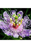 10 Adet Çarkıfelek Çiçeği Tohumu Passiflora Çiçeği Tohumu Çiçek Tohumu Saksı Toprak Süpriz Hediyeli
