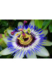 10 Adet Çarkıfelek Çiçeği Tohumu Passiflora Çiçeği Tohumu Çiçek Tohumu Saksı Toprak Süpriz Hediyeli