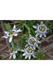 10 Adet Çarkıfelek Çiçeği Tohumu Passiflora Çiçeği Tohumu Çiçek Tohumu Saksı Toprak Süpriz Hediyeli
