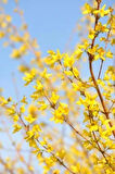 3 Adet Altın Çanak (Forsythia) Fidanı - Parlak Sarı Çiçekler, 1-2 Yaş Arası Tüplü