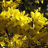 3 Adet Altın Çanak (Forsythia) Fidanı - Parlak Sarı Çiçekler, 1-2 Yaş Arası Tüplü