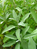 1-2 Yaş Arası Tüplü Saksılı Adaçayı (Salvia officinalis) Fidanı - Şifalı ve Aromatik Bitki