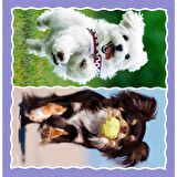 Trefl Puzzle Lovely Dogs 3 in 1 3+ Yaş Büyük Boy Puzzle 20 - 36 - 50 Parça