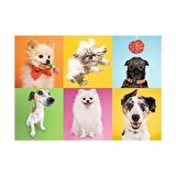 Trefl Hayvanlar 500 Parça Yetişkin Puzzle