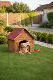 Reyo Pet Suya Soğuğa Dayanıklı Lüks Büyük Boy Ahşap Köpek Kulubesi Sokak Köpek Evi Kırmızı Çatılı 100x100x78 cm Ceviz