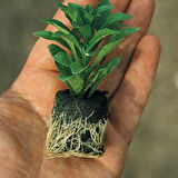 Katmerli Erato Double Orange Bodrum Papatyası Çiçeği Fidesi (1 adet)