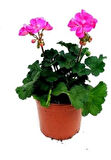 Açık Pembe Sardunya Çiçeği 10-20 cm