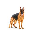 Royal Canin Büyük Irklar için Yetişkin Kuru Köpek Maması 15 Kg