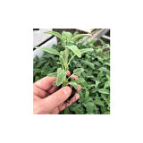 Salvia Officinalis Adaçayı Fidesi 10-20 cm