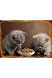 Dreamies With Delicious Cheese Peynirli Granül Yavru - Yetişkin Kedi Ödülü 12x60 g 