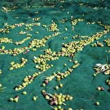 Filexus Zeytin Toplama Filesi 5m Yükseklik