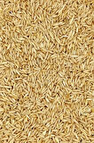 Tüm Kuşlar İçin Doğal Taze Soyulmuş İç Yulaf - 1 kg