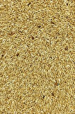 Doğal Taze Kanarya Sade Kuş Yemi - 5 kg