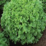 Green Line Kıvırcık Marul Tohumu 25gr 1 Paket