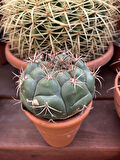 Gymnocalycium Pflanzii Kaktüs - Tür (büyük Beyaz Çiçek Açar)