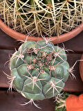 Gymnocalycium Pflanzii Kaktüs - Tür (büyük Beyaz Çiçek Açar)