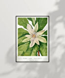 Çerçevesiz Poster Mary Vaux Walcott Umbrella Tree