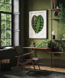 Çerçevesiz Poster Benjamin Fawsett Calathea Veitchiana
