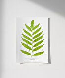 Çerçevesiz Poster Polypodium Inaequale