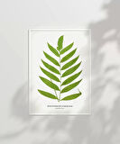 Çerçevesiz Poster Polypodium Inaequale