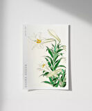 Çerçevesiz Poster Ohara Koson Zambaklar