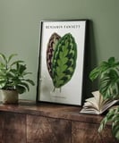 Çerçevesiz Poster Benjamin Fawsett Calathea Veitchiana