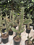 Opuntia tavşan kulağı kaktüs