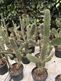 Opuntia tavşan kulağı kaktüs