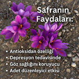 Safran Soğanı - 10 Adet