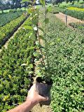 10 Adet Tüplü Kurtbağrı(Ligustrum) Fidanı 60 Cm.Çit Bitkisi