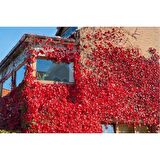 10 Adet Amerikan Sarmaşığı Fidanı (Parthenocissus quinquefolia) Tüplü, 60 Cm.