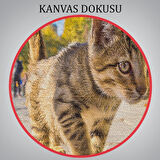 Sultan Ahmet Camii Önündeki Yavru Kedi Tablosu-6507