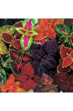 Yaprak Güzeli Karışık Renkli Kolyos (coleus) 