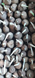 Salep yumrusu 100 adet