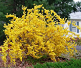 Bodur altınçanak Forsythia 'Mini Gold' 1-2 yaş