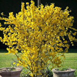 Bodur altınçanak Forsythia 'Mini Gold' 1-2 yaş