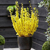 Bodur altınçanak Forsythia 'Mini Gold' 1-2 yaş