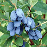 2 Yaşında Tüplü 2 Adet Balyemişi (Lonicera caerulea) Fidanı - Sağlıklı ve Lezzetli Meyveler İçin İdeal Seçim