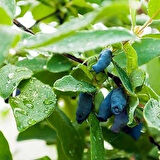 2 Yaşında Tüplü 2 Adet Balyemişi (Lonicera caerulea) Fidanı - Sağlıklı ve Lezzetli Meyveler İçin İdeal Seçim