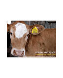 Büyükbaş Hayvan Kulak Küpesi Sarı 1-400 Arası