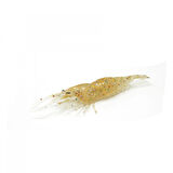 Captain 3057 Karides 6.5cm Silikon Yem 5’li Paket Renk:001