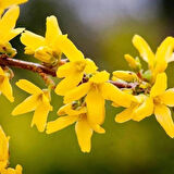 3 Adet Altın Çanak (Forsythia) Fidanı - Parlak Sarı Çiçekler, 1-2 Yaş Arası Tüplü