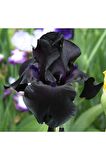Black Night Iris Süsen(2adet)