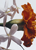 Jasmine Sambac & Marigold Cologne Intense 100ml