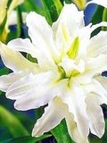 1 Adet  Lilyum Zambak Çiçeği Soğanı Kokulu Beyaz