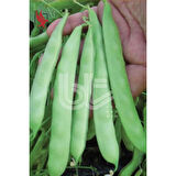 Bursa Tohum Balkız Fasulye Tohumu (Oturak) 1 Kg