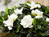 Jasminoides Gardenya Çiçeği Fidanı 10-20 cm